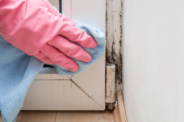 Best Professional Mold Removal  in Bellair Meadowbrook Terrace, FL